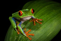 Red-eyed treefrog (Agalychnis calidryas) Tortuguero National Park, Costa Rica.