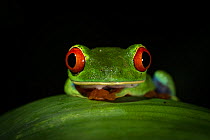 Red-eyed treefrog (Agalychnis calidryas) Tortuguero National Park, Costa Rica.