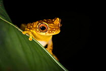 Hourglass treefrog  (Dendropsophus ebraccatus) in Tortuguero National Park, Costa Rica
