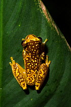 Hourglass treefrog  (Dendropsophus ebraccatus) in Tortuguero National Park, Costa Rica.