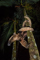 Northern tamandua (tamandua mexicana) climbing down tree. Nicoya Peninsula, Costa Rica.