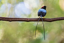 Long-tailed manakin (Chiroxiphia linearis) perched on lek (display perch), Costa Rica.
