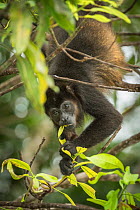 Mantled howler monkey (Alouatta palliata) feeding on leaves, Costa Rica.