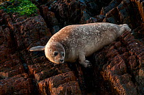 Harbour seal (Phoca vitulina) resting on  rocks, Bay of Fundy, New Brunswick, Canada, July.