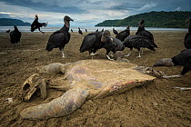 Black vultures (Coragyps atratus) feeding on remains of a Green sea turtle (Chelonia mydas), Costa Rica, November 2012. Finalist in the Wildlife Photographer of the Year 2014.