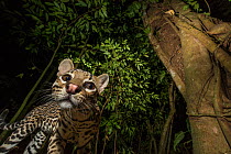 Ocelot (Leopardus pardalis) viewed from below. camera trap image, Nicoya Peninsula, Costa Rica.