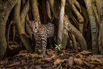Ocelot (Leopardus pardalis) camera trap image,  Nicoya Peninsula, Costa Rica.