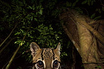 Ocelot (Leopardus pardalis) portrait. camera trap image, Nicoya Peninsula, Costa Rica.