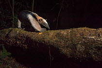 Northern tamandua (Tamandua mexicana) camera trap image,  Nicoya Peninsula, Costa Rica.
