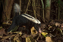 Stripe hog-nosed skunk (Conepatus semistriatus) camera trap image,  Nicoya Peninsula, Costa Rica.