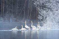 Whooper swans (Cygnus cygnus) on water in winter, Finland, May.