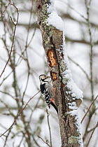 White-backed woodpecker (Dendrocopos leucotos) female,  Finland, January