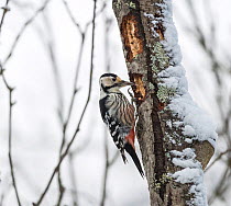 White-backed woodpecker (Dendrocopos leucotos),female, Finland, January.