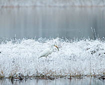 Great egret (Egretta alba) with Pike (Esox lucius) prey, Finland, December.