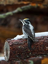 Three-toed woodpecker (Picoides tridactylus), male, Finland, December.