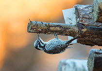 Three-toed woodpecker (Picoides tridactylus) female, feeding on grubs in cut wood, Finland, December