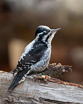 Three-toed woodpecker (Picoides tridactylus), female, Finland, December.