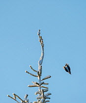 Three-toed woodpecker (Picoides tridactylus) female in flight, Finland, January.
