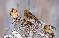 Twite (Carduelis flavirostris), and two Common redpoll (Carduelis flammea), at winter, Finland, January.