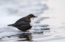 White-throated dipper (Cinclus cinclus), on ice in spring, Finland, January.