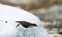 White-throated dipper (Cinclus cinclus), diving into water, Finland, February.