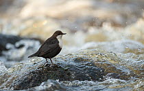 White-throated dipper (Cinclus cinclus), on a rock in river, Finland, January.