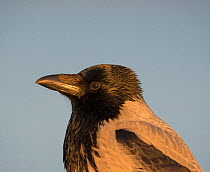 Hooded Crow (Corvus cornix),  Finland, December.