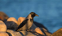 Hooded Crow (Corvus cornix),  Finland, December.