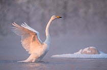 Whooper swan (Cygnus cygnus), flapping wings on water, Finland, January.