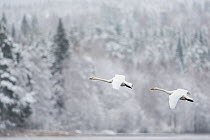 Whooper swan (Cygnus cygnus) pair in flight in snowy landscape, Finland, November.