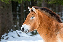 Przewalski's horse or Takhi (Equus ferus przewalskii), Bavarian Forest National Park, Germany, January.