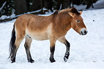 Przewalski's horse or Takhi (Equus ferus przewalskii),  Bavarian Forest National Park, Germany, January. Captive.