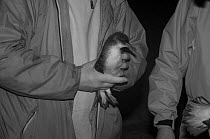 Men ringing Manx Shearwater (Puffinus puffinus) taken with infrared light at night, Wales, UK.