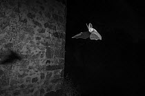 Long eared bat (Plecotus austriacus) flying in garden taken with infrared light at night. France, May.