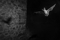 Long eared bat (Plecotus austriacus) flying in garden taken with infrared light at night. France, May.