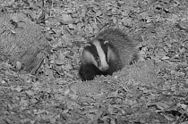 Badger (Meles meles) taken at night with infrared light, France. May.