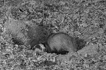 Badger (Meles meles) taken at night with infrared light, France. May.