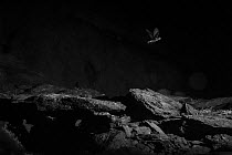 Storm petrel (Hydrobates pelagicus) in flight at night, taken with infrared picture, Wales, UK, July.
