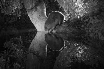 European beaver (Castor fiber) reflected in water taken with infrared light at night, France. June