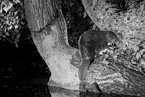 European beaver (Castor fiber) taken with infrared light at night, France.