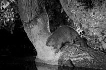 European beaver (Castor fiber) taken with infrared light at night, France.