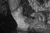 European beaver (Castor fiber) taken with infrared light at night, France. June.