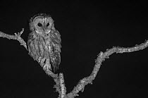 Tawny owl (Strix aluco) perched, taken with infrared camera at night, France, August,