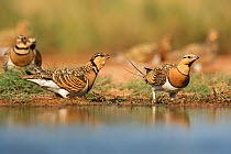 Pin-tailed sandgrouse (Pterocles alchata) small flock drinking at pool Belchite, Aragon, Spain, July