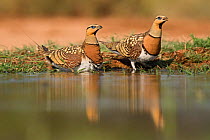 Pin-tailed sandgrouse (Pterocles alchata) two males soaking breast feathers to carry water back to young, Belchite, Aragon, Spain, July