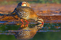 Red-legged partridge (Alectoris rufa) drinking at pool in Spanish Steppes, Belchite, Aragon Spain, July