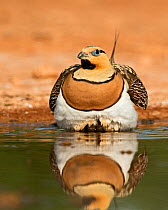 Pin-tailed sandgrouse (Pterocles alchata) male soaking breast feathers to carry water back to young, Belchite, Aragon, Spain, July