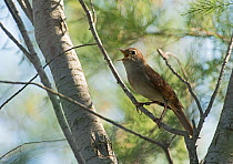 Nightingale (Luscinia megarhynchos) in song, Camargue Provence France, May