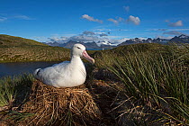 Wandering albatross (Diomedea exulans) incubating egg on nest on Albatross Island, Bay of Isles, South Georgia, January