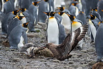 Brown skua (Stercorarius antarcticus) attacking a Gentoo penguin (Pygoscelis papua) chick that has wandered into a King penguin colony (Aptenodytes patagonicus) at Holmestrand, South Georgia January